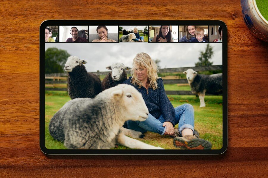 和綿羊一起上冥想引導課  圖片來源: Airbnb